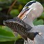 thumbs/IMG_0434.jpg